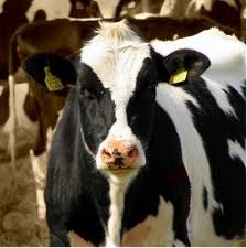 Розвитку  молочного скотарства у Худяках успішно посприяла «Агенція сільського розвитку»