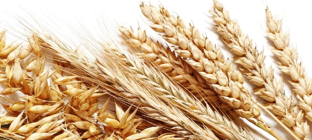 <b>Врожайність зернових на Черкащині – одна з найвищих у країні </b>