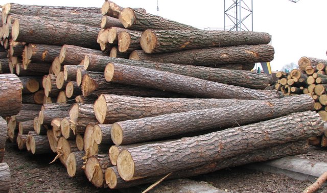 <b>Аукціон з продажу деревини проведуть на Черкащині у лютому </b>