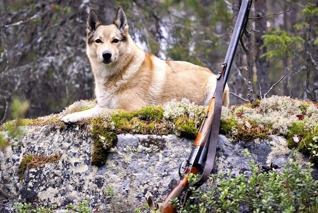 <b>Завтра на Черкащині стартує сезон полювання на парнокопитних та хутрових</b>