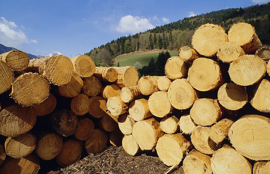 <b>Аукціон з продажу черкаської деревини проведуть наприкінці серпня</b>