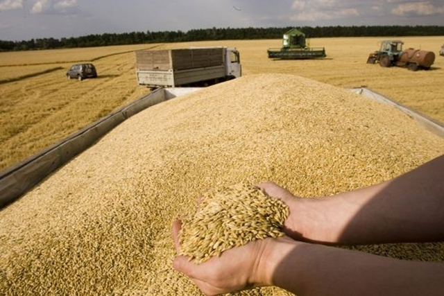  <b>Врожайність зерна на Черкащині вища, ніж торік</b>