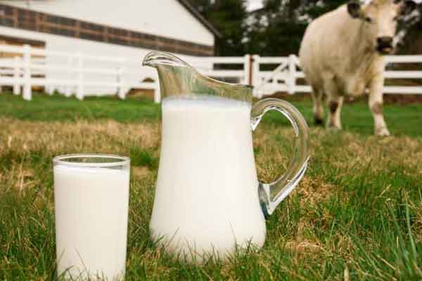 Голландський день молока проведуть на Черкащині