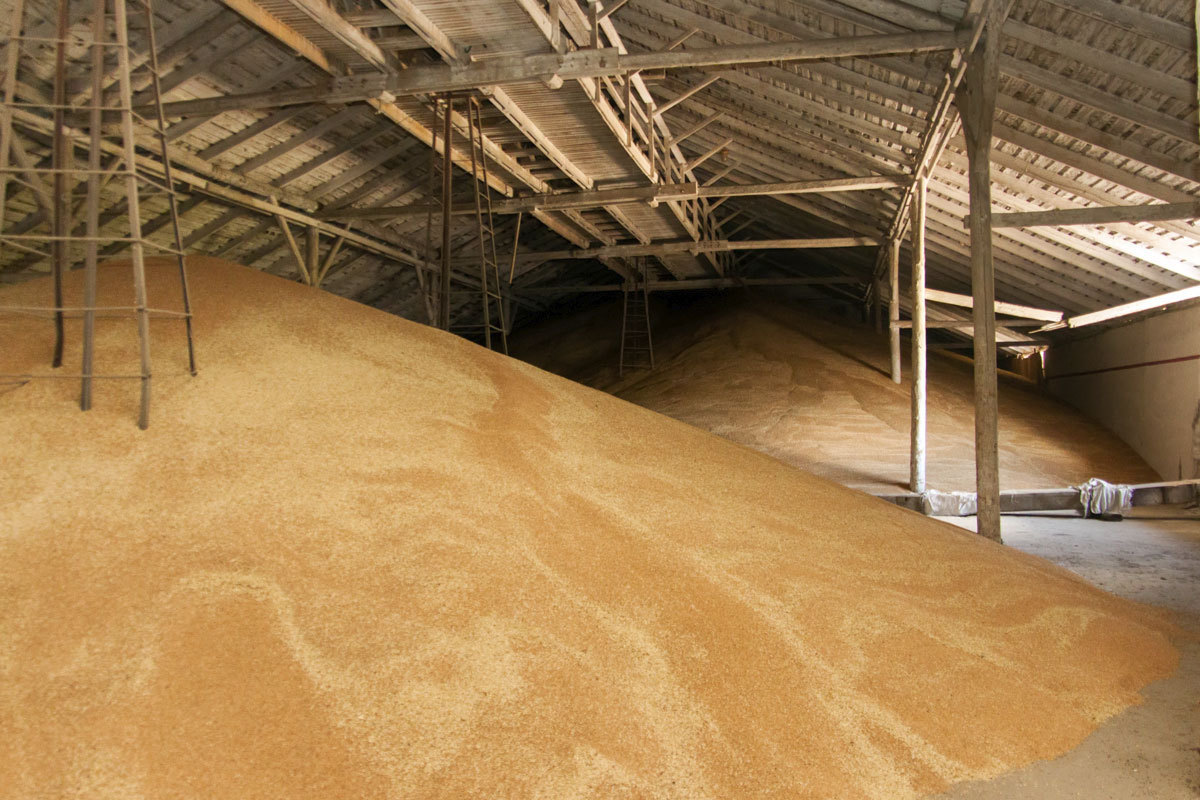 Запаси зерна на підприємствах області перевищують торішні