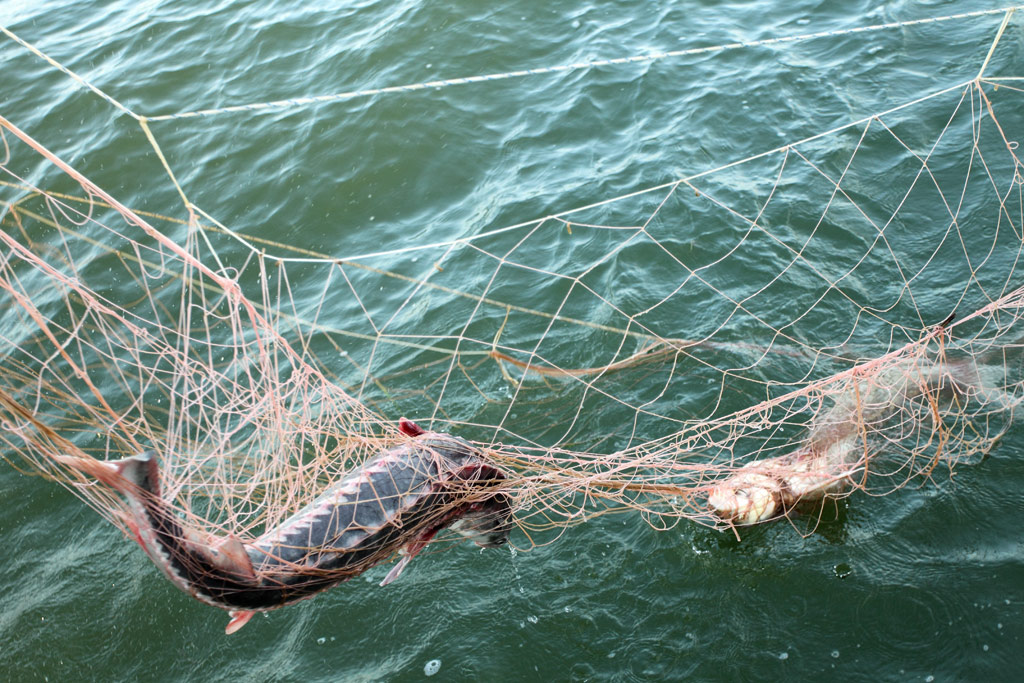 Рибальські порушення на Київщині фіксуватимуть в електронній системі
