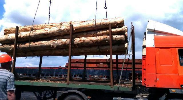Черкаські лісівники реалізують залишки деревини на торгах