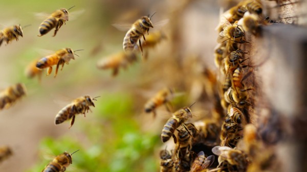 Черкаських аграріїв просять не  шкодити бджолам
