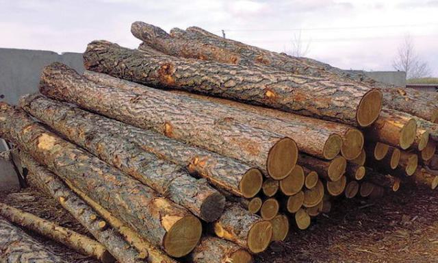 <b>У квітні в Черкасах проведуть аукціон з продажу необробленої деревини</b>