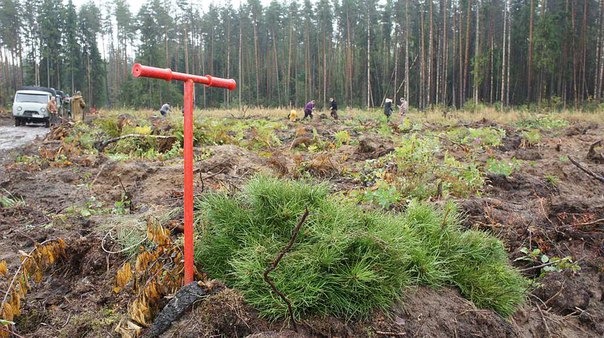 У рейтингу ефективності ведення лісового господарства Черкаське облуправління посіло друге місце
