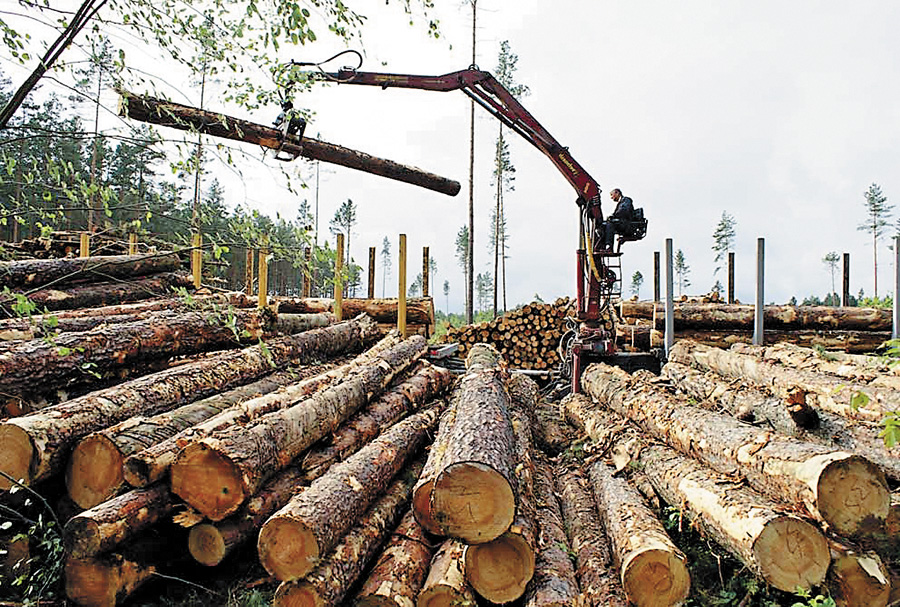  На вересневому аукціоні лісівники реалізували  більше 80 % виставленої деревини