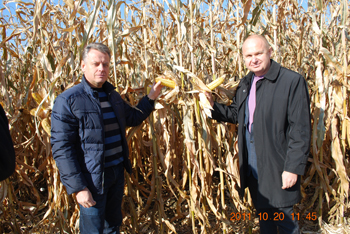 Рекордний урожай кукурудзи - 180-190 ц/га зафіксували аграрії на полі «АФ «Заповіт Шевченка» 