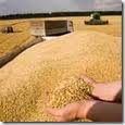 В області формують  регіональний запас зерна