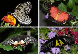 <div class="wekend_msg">weekend</div>Невдовзі в Черкасах відкриється виставка тропічних метеликів