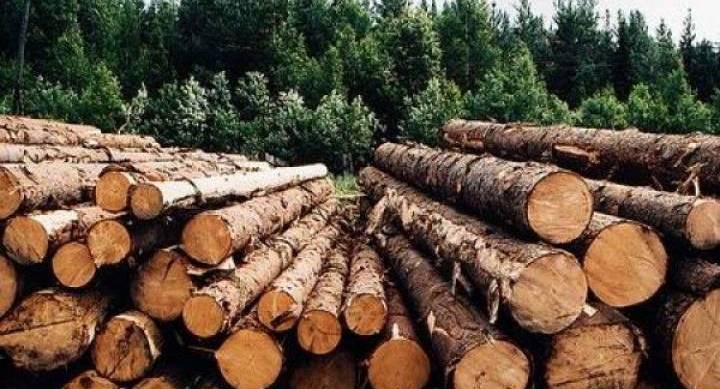 <b>Черкаські лісівники планують заготовити наступного року 306,7 тис. кбм. деревини </b>