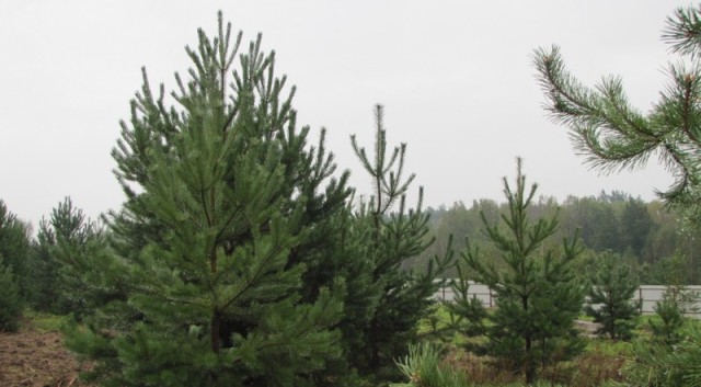 Чигиринські ліси патрулюють напередодні новорічних свят  