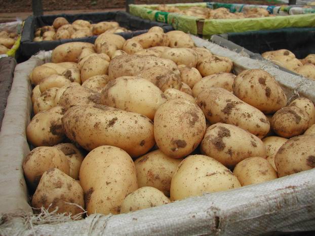Більше 360 тисяч тонн картоплі вже зібрали на Черкащині