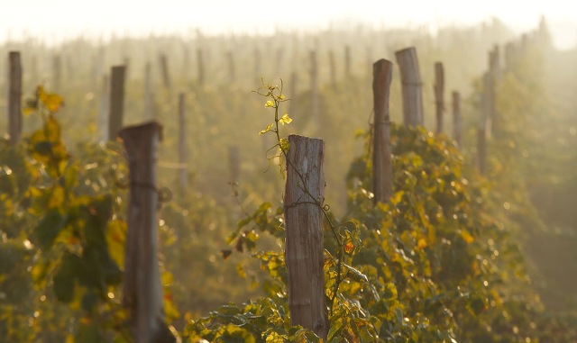 <b> На Монастирищині розвивають виноградарство </b>
