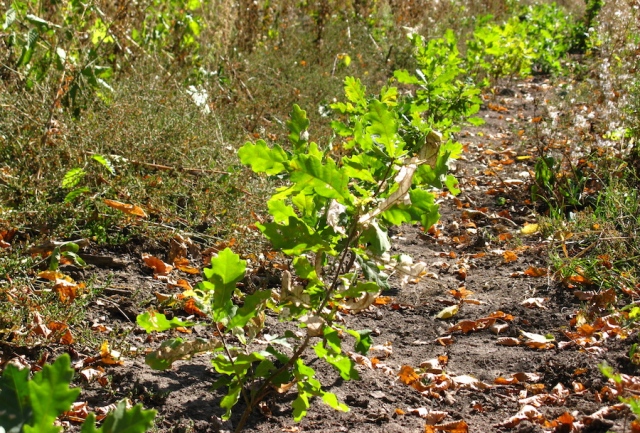 Уманські лісівники вирощують дуби-«акселерати»