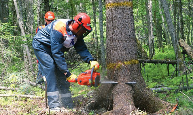 На Катеринопільщині незаконно зрубали лісу на  3,6 млн грн
