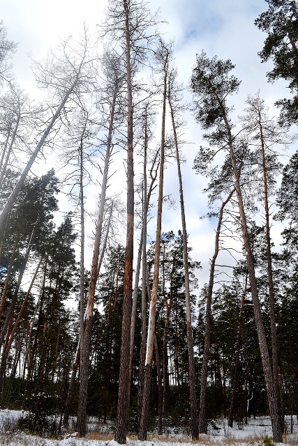 Поблизу Руської Поляни проведуть санітарну вирубку лісу