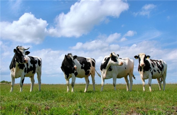 Фермер з Німеччини вирішив будувати молочнотоварну ферму на Черкащині