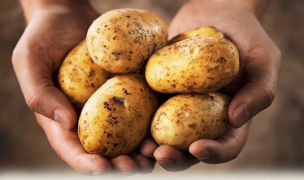 <div class="dr_in_to_news"></div> Кілограм картоплі нового урожаю буде коштувати 10-12 гривень? 