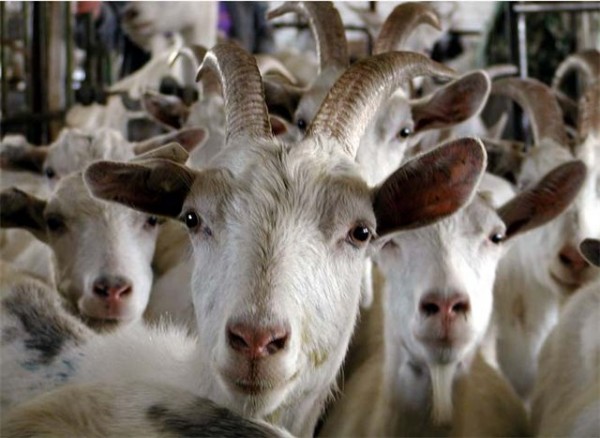 На Київщині пожвавилося розведення кіз