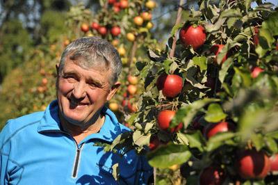 Карликові яблуневі сади звенигородського підприємця дають високі врожаї 